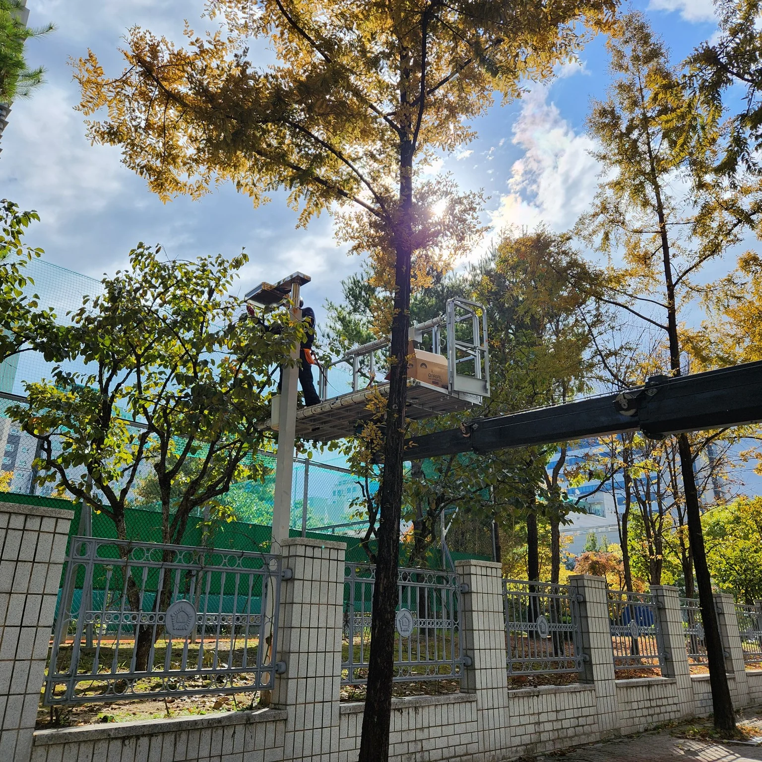 수목 전지 작업 현장 모습